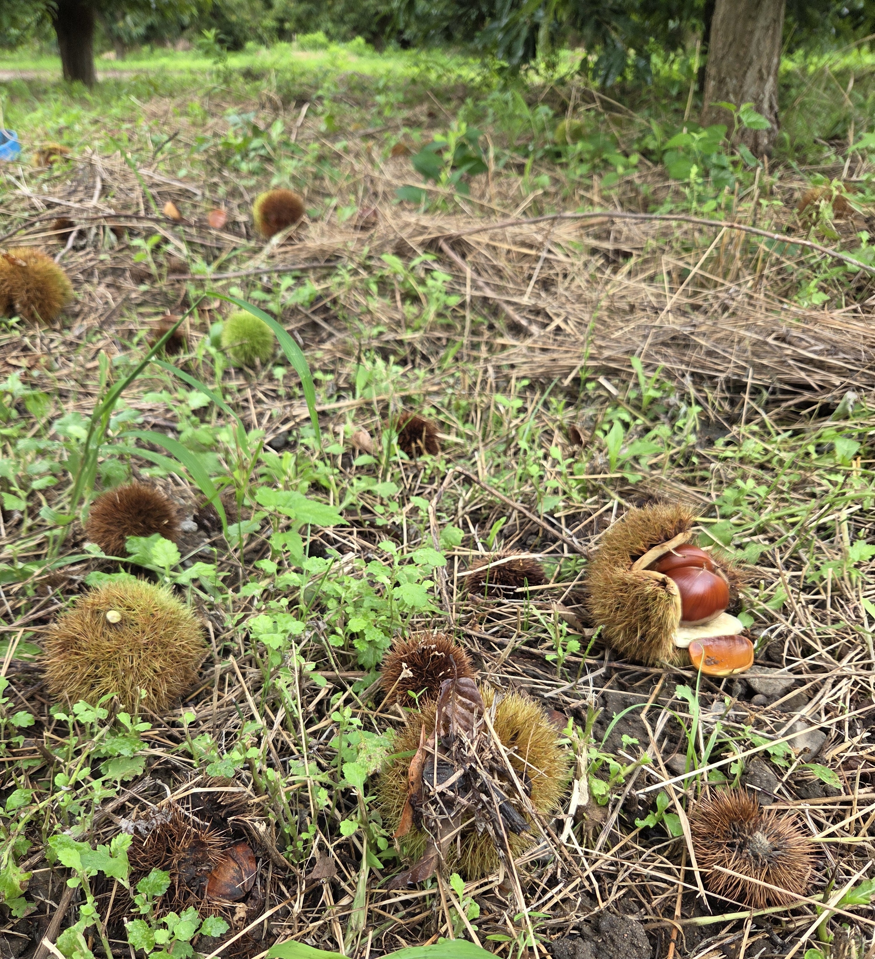 無農薬のクリ（Mサイズ～L、Sサイズ混在）｜栗（くり）の商品