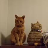 リスのまりちゃん