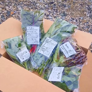 空芯菜など、只ひたすら菜っ葉セット(５袋)