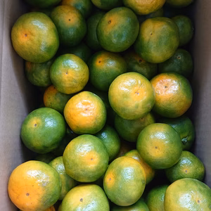 パンチの効いた青い“ゆら早生”2S～Mサイズ#農カード付き