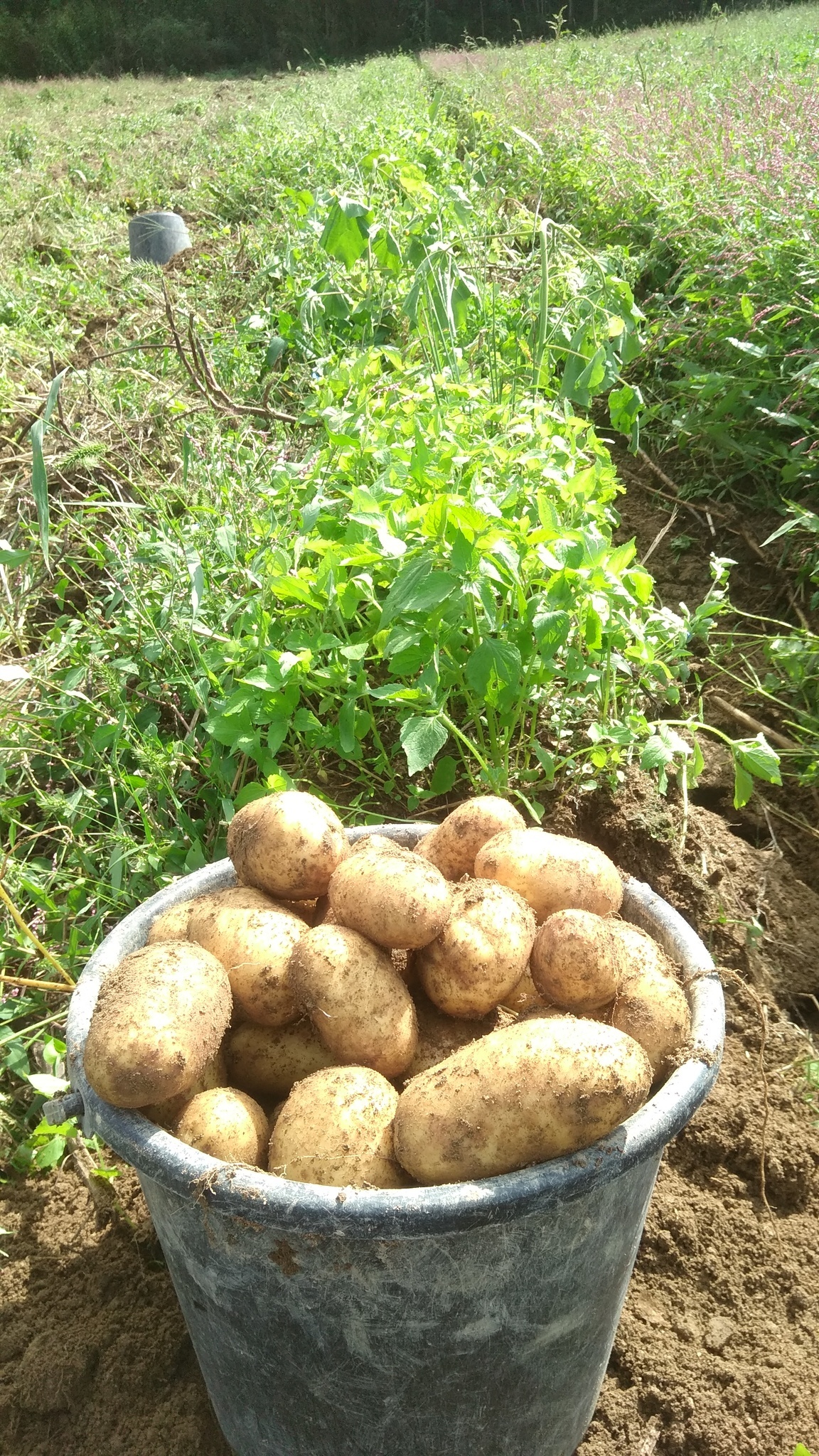 じゃがいも ピルカ サイズ混合 木村秋則式自然栽培 青森県 無農薬 無肥料