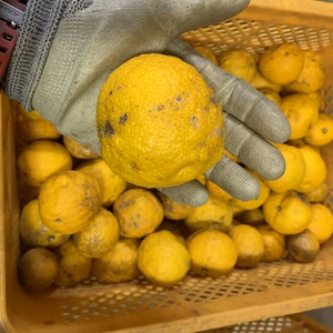 【訳あり】もったいない　柚子　我夢舎羅村