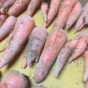 ◎訳あり まるでエイリアン!甘くて柔らか土付き人参(^-^)