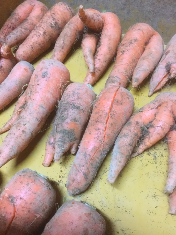 ◎訳あり まるでエイリアン!甘くて柔らか土付き人参(^-^)