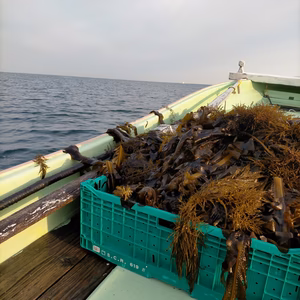 柔らかくておいしい！春採れ天然生わかめ　1キロ　