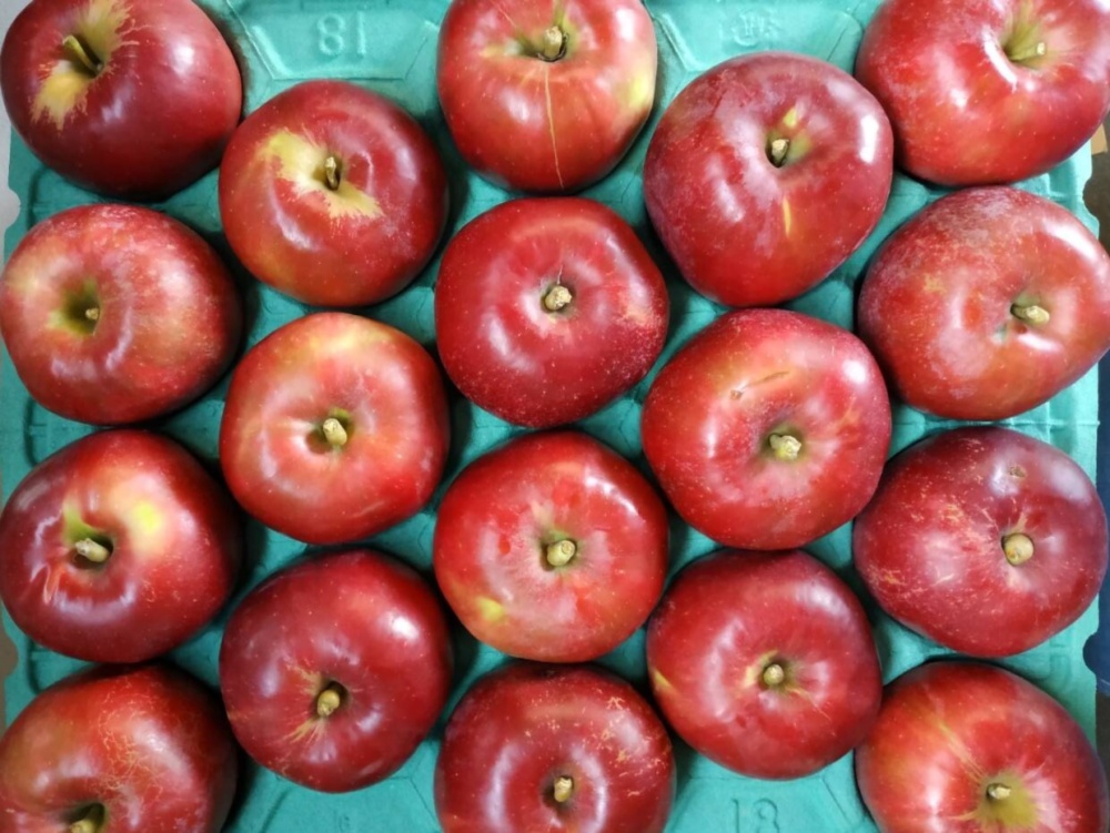 訳アリ 青森県産りんご 紅玉 大玉 ひょう害キズあり 農家漁師から産地直送の通販 ポケットマルシェ