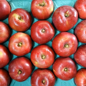 【家庭用】青森県産りんご『紅玉』中〜大玉！ひょう害キズあり！