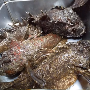 関門海峡産★オコゼ小～中サイズ1.5kg前後