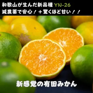 極甘な有田みかん【和歌山の新品種YN-26】 蜜柑 ミカン 送料無料