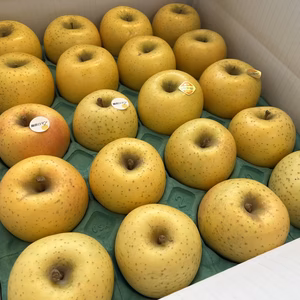 【黄色いりんご食べ比べ】　シナノゴールド・藤原ロマン　家庭用小玉 約5kg