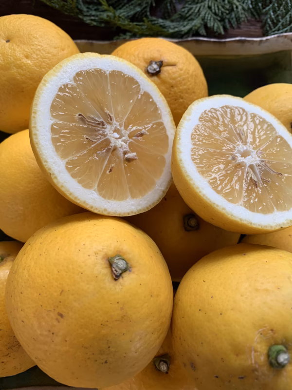 ニューサマー オレンジ　家庭用　～初夏を感じさせるさっぱりとしたおいしさ～