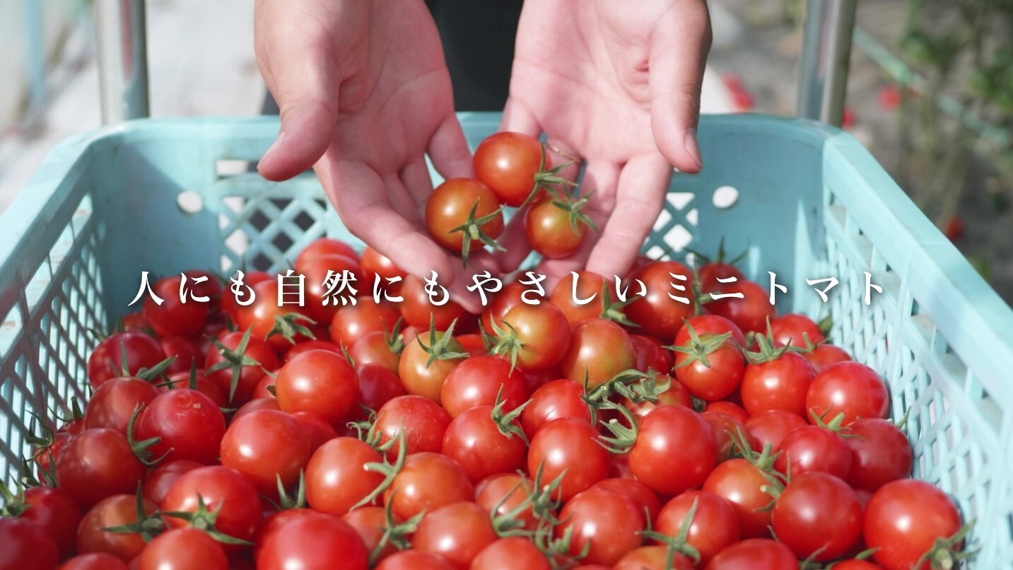 【濃厚薄皮】特栽認証 ミニトマト 1.4kg 青森県産 プチトマト｜野菜