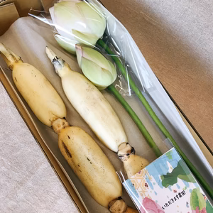 夏季限定！蓮の花付きれんこん2本1kg