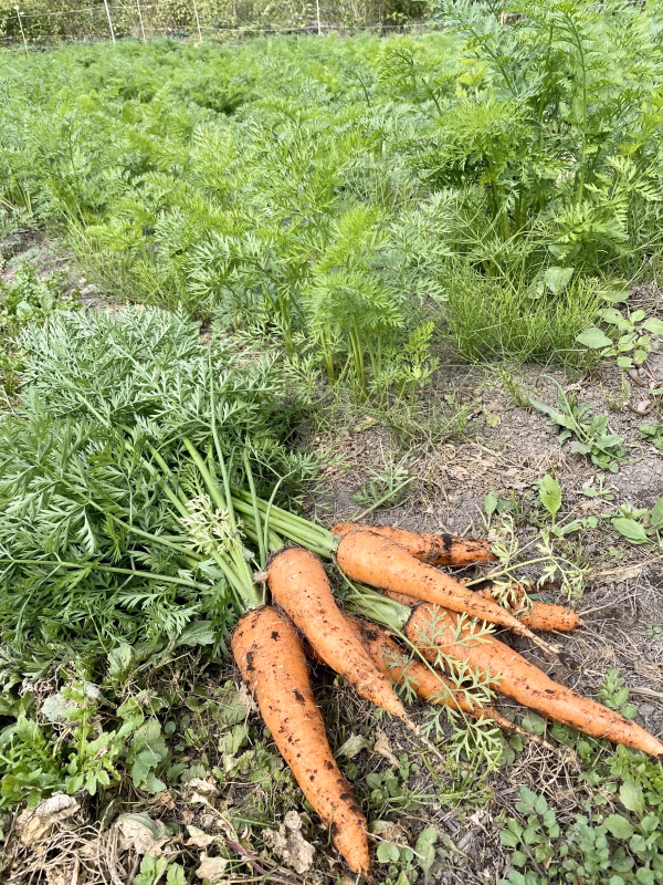有機JAS取得「雲海育ちの有機、葉付き人参」（２キロ）