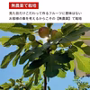 2.5kg 無農薬 大阪 いちじく 無花果 イチジク 甘い 人気 羽曳野 高級