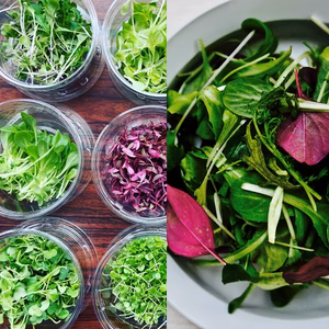 【年末限定特価】マイクロリーフmix40g &ベビーリーフmix40g  