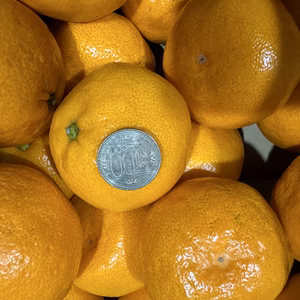 【お買得！大きめサイズ】ゆら早生みかん♪2Lサイズ　4Kg