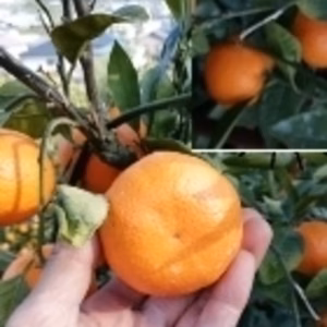 感謝セール 【越冬】味濃いプロ選別！和歌山有田みかん 完熟