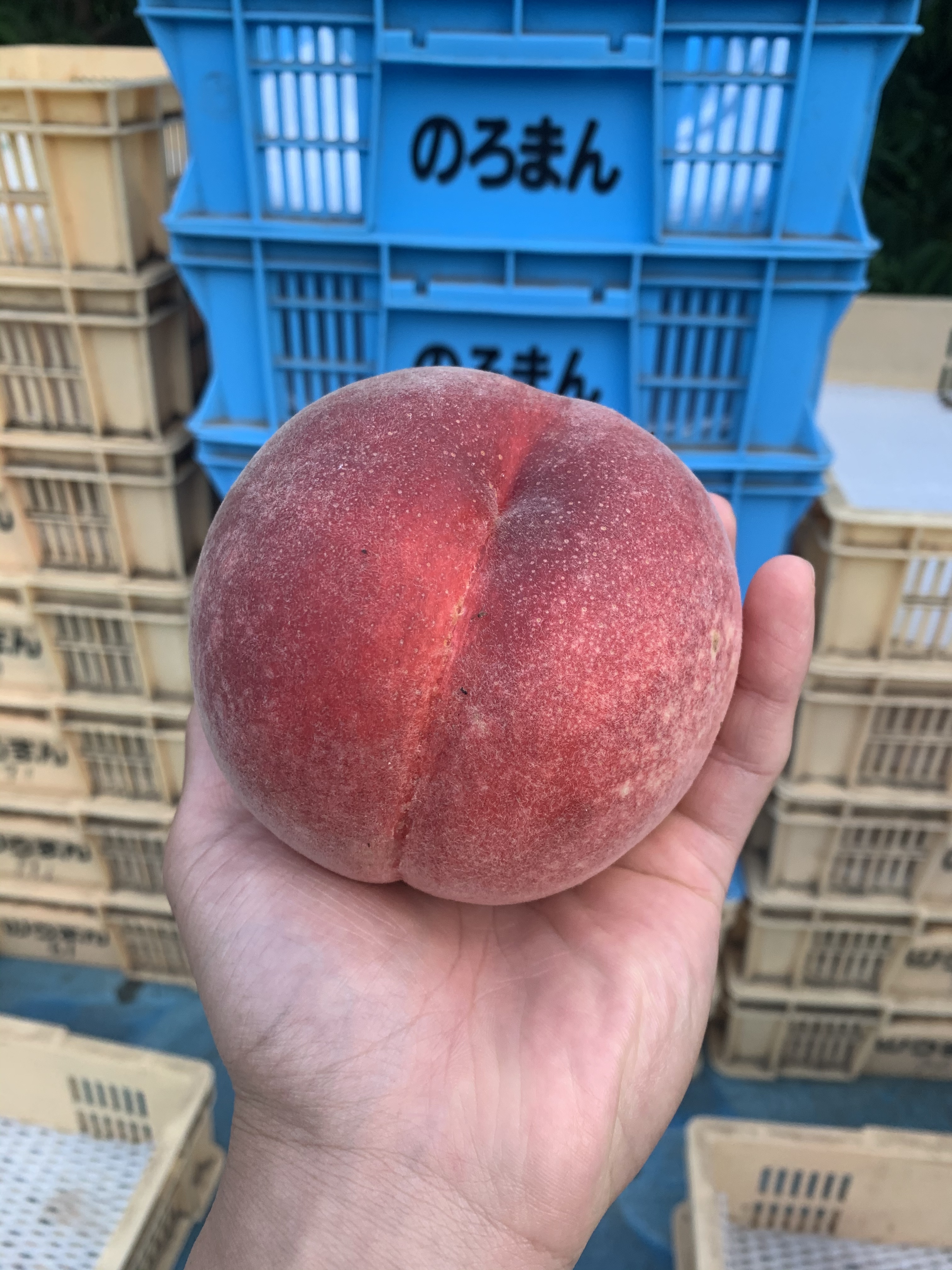 [さくら白桃]硬い、甘い、うまい、これ桃!?桃なんです! 1.5kg(3-6玉)