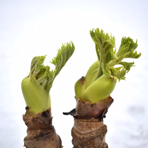 朝採り大粒【タラの芽】春の味覚を一足早くお届け！