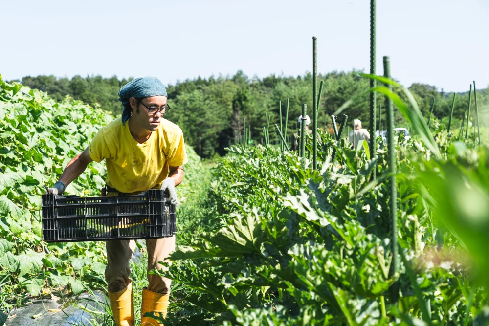 旬の有機野菜セット8~10品＜有機JAS認証＞
