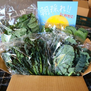 【3月7日週限定　野菜セット】冬の寒さで糖度が　グッ　と上がった甘い野菜