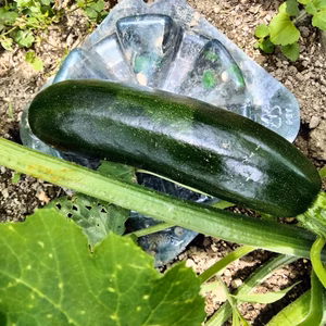 ズッキーニ　約3キロ（10〜12本程度）　旬の野菜のおまけ付き！