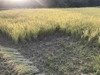 桜島の恵みで育てた無農薬無肥料、除草剤不使用の玄米と白米ヒノヒカリ