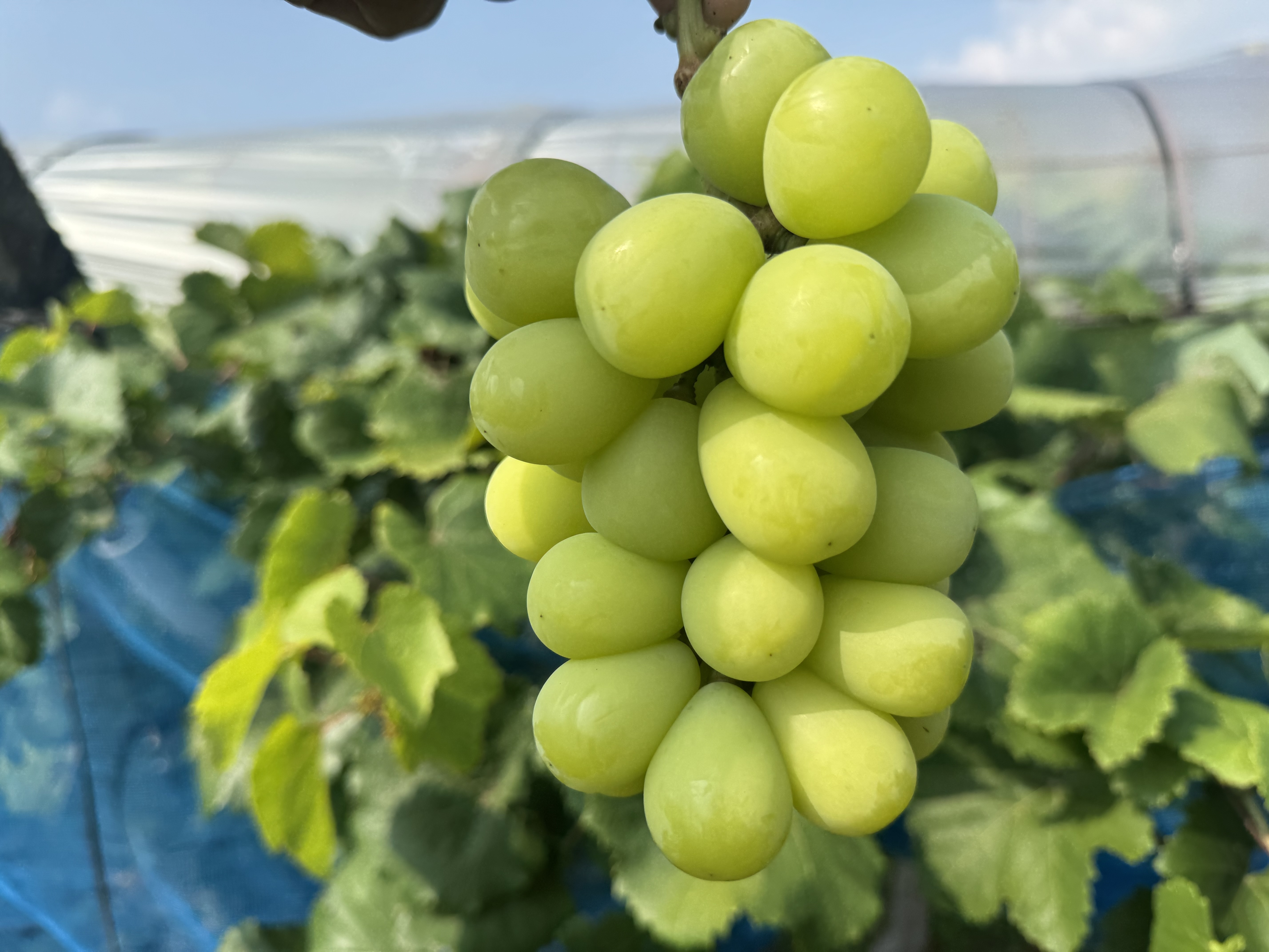 CocoRo♡farm シャインマスカット 3Kg 【公式通販】