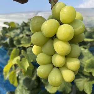 お試し価格限定5箱シャインマスカット1kg2から3房