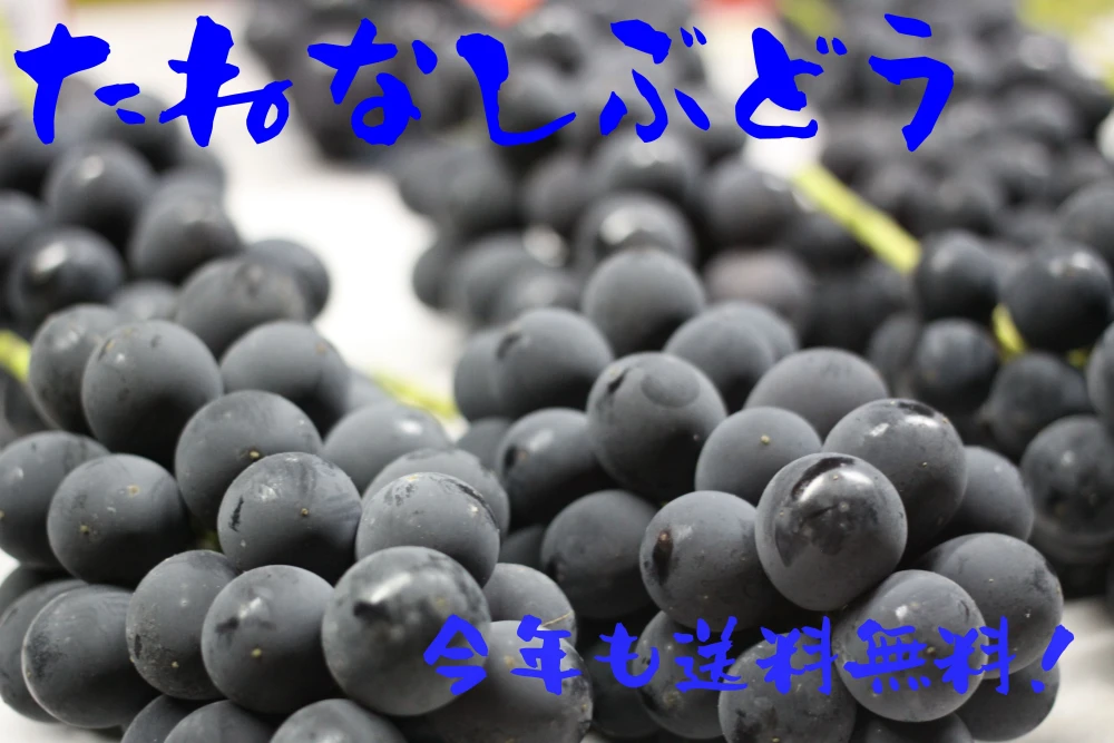 山形県産ぶどう家庭用　粒１kg (500g×2) コンパクトBOX