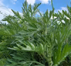 【奈良県産】自生のヨモギ・農薬不使用の畑で育ちました【もうすぐ終了】