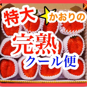 【クール便】初物新鮮朝採り！特大いちご