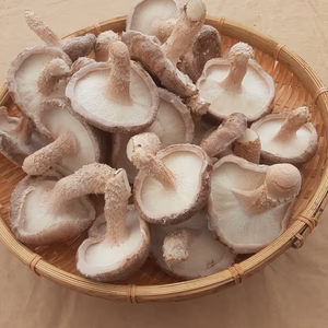 お徳用訳あり椎茸(菌床)❣️コンパクト箱に入だけ❕【11月23日朝8時まで】