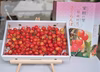 さくらんぼ【品種おまかせ】１ｋｇ