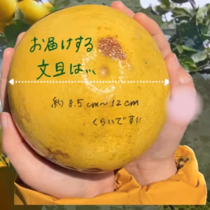 訳あり【7kg】おおぐしさんちの土佐文旦　2026年2月中頃発送予定