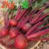 『高糖度ビーツ（葉付き）2kg』 千葉県南房総市産 ★発送当日に収穫!