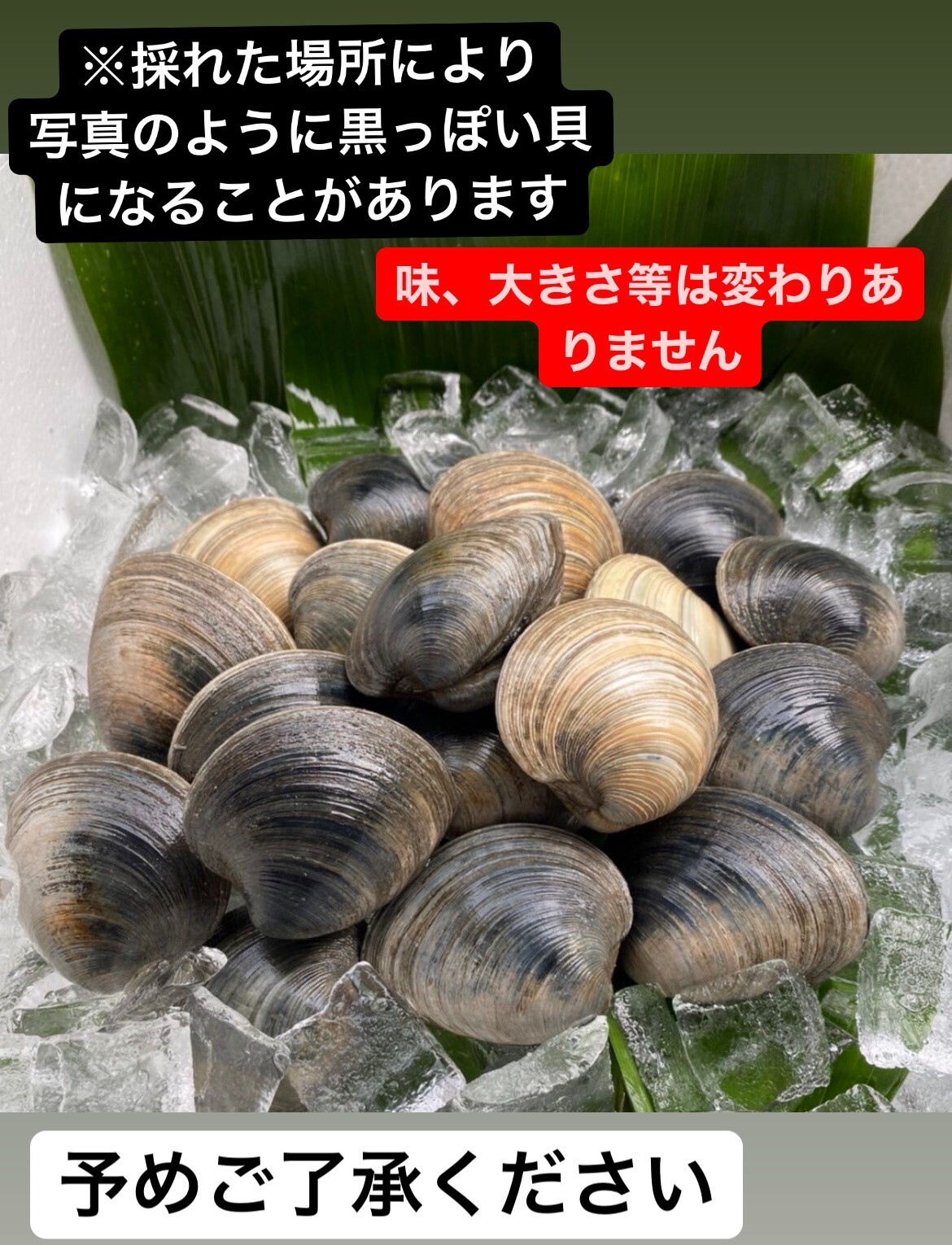 幻サイズ❗️ 超特大ホンビノス貝【2kg】4〜7個入 ｜ホンビノス貝の商品詳細｜ポケットマルシェ｜産直(産地直送)通販 -  旬の果物・野菜・魚介をお取り寄せ