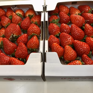 (2kg❣️)家族やお友だちとワイワイ食べれる♪たっぷりサイズ(2段バラ詰め)