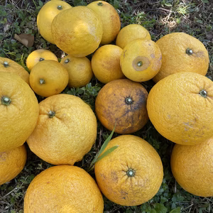 【自然栽培】日向夏/甘夏みかんの2種詰合せ 5㎏箱詰-農薬不使用/無肥料/無除草