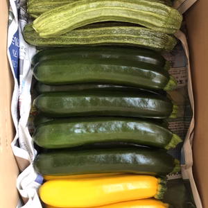 ズッキーニ・3色