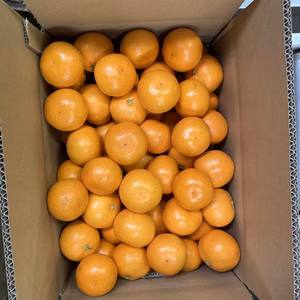 贈答品　　濃厚ミカン