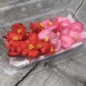 エディブルフラワー ベゴニア (食用花)