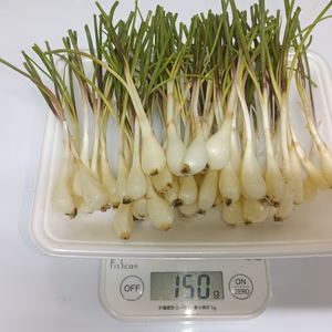 お試し 石垣島産 島らっきょう 150g (農薬･化学肥料不使用)