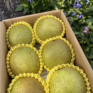 旬をお届け　トップクラスの甘味　新品種「甘太」