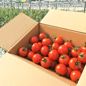 フルーツトマト　フルティカ【アイメック農法】1.0kg