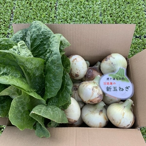 Yasuko Iwabuchi様専用〜野菜ボックス