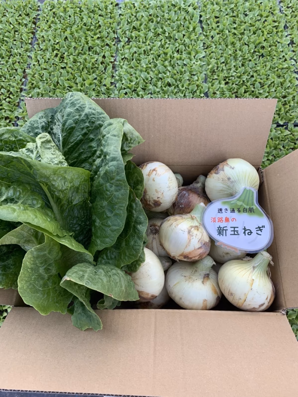 Yasuko Iwabuchi様専用〜野菜ボックス