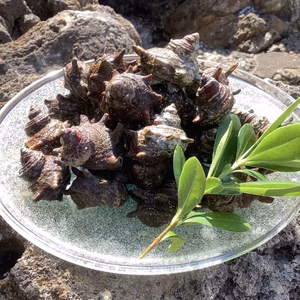 しっぽり家飲みセット(2~3人前)活サザエ・シッタカ貝、シャキシャキ岩もずく