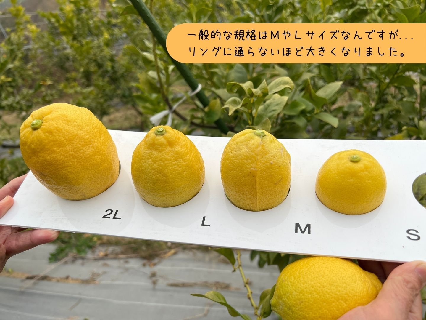 お試し！ 瀬戸内 レモン 約1.2kg #l - 果物